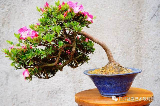 影响盆景植物生长调节剂应用效果的若干因素【图解】