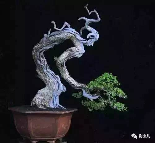 枯梢式树桩盆景制作要点【图解】
