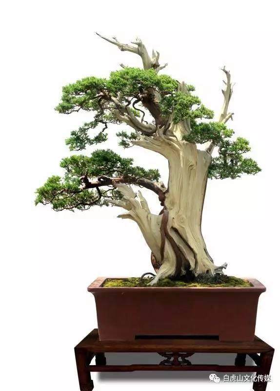 2017云南省昭阳创园杯盆景艺展即将开始【图】