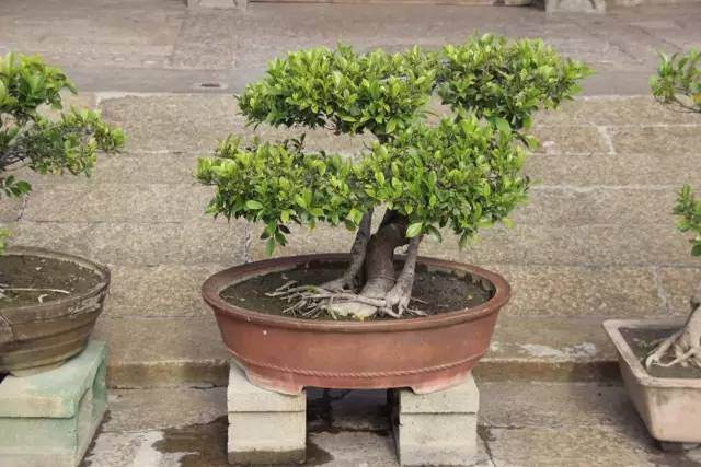 新手养盆景学会这两点就变高手【图解】