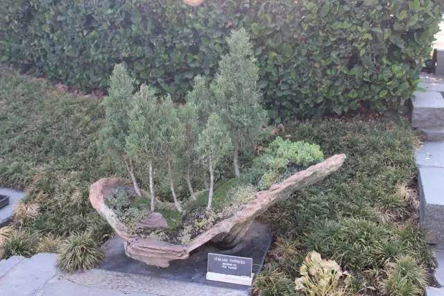 新手养盆景学会这两点就变高手【图解】