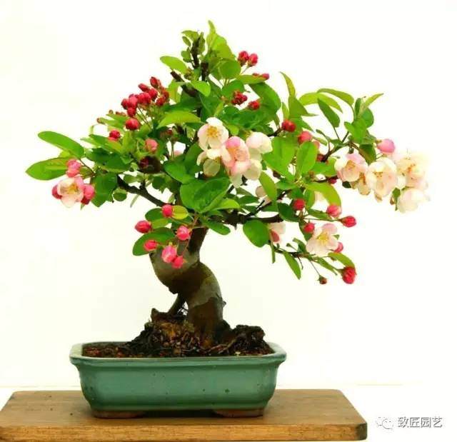 对中国盆景的发展主流和大方向的思考【图】