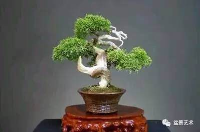 如何养护管理盆景?【图解】