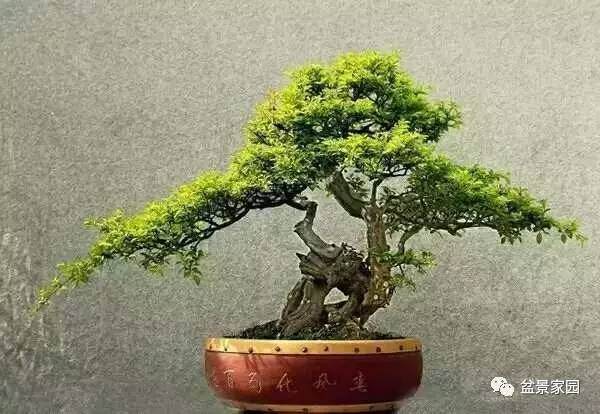 这些颜色的盆景植物放在家里最旺风水