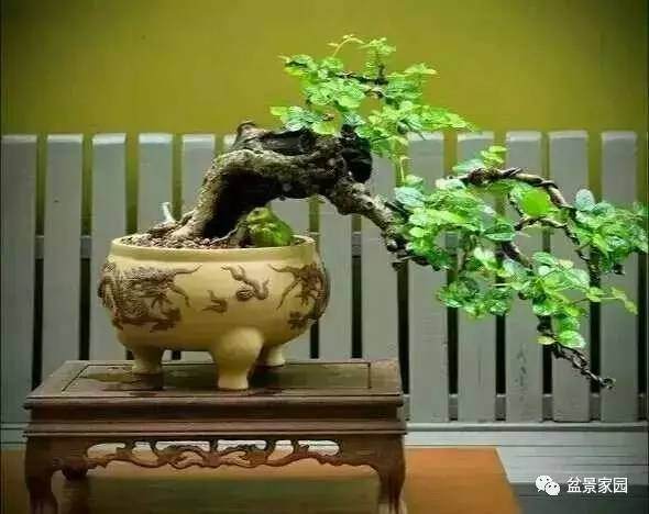 这些颜色的盆景植物放在家里最旺风水