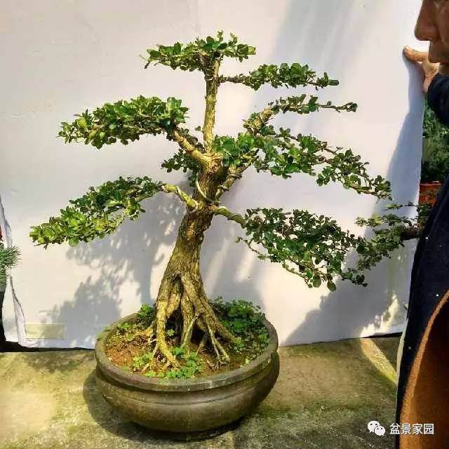 珍珠黄杨盆景的上盆、施肥和修剪方法【图解】