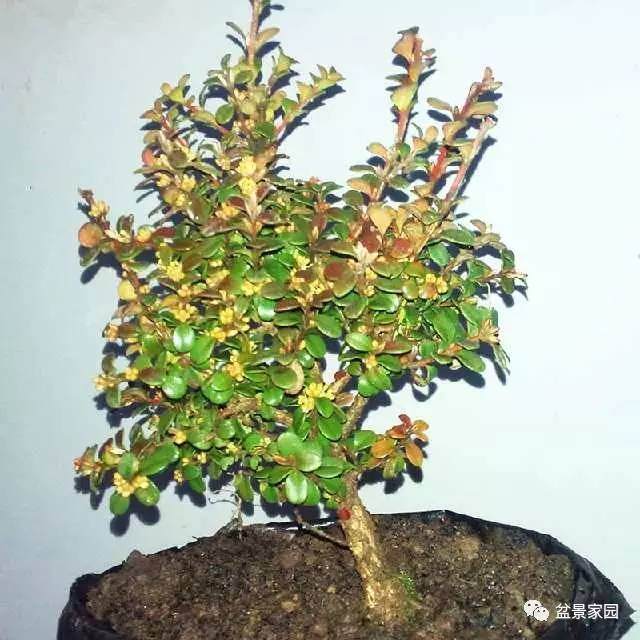 珍珠黄杨盆景的上盆、施肥和修剪方法【图解】