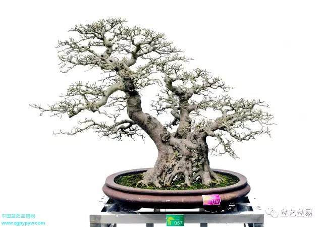 2016年第十三届中山盆景艺术展的开幕【图】