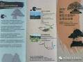 中韩盆景交流将掀开新的篇章图解