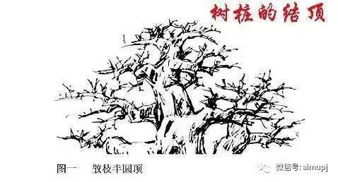 大师教你盆景结顶秘诀【图解】