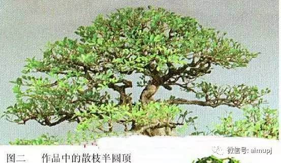 图解 大师教你盆景结顶秘诀
