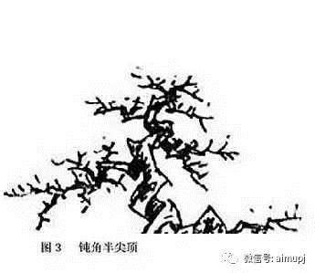 图解 大师教你盆景结顶秘诀
