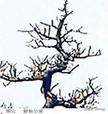图解 大师教你盆景结顶秘诀
