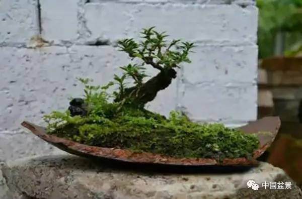 破罐不破摔 残缺盆景也精彩 图片