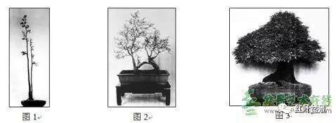 盆景的树冠如何布局设计的方法 图片
