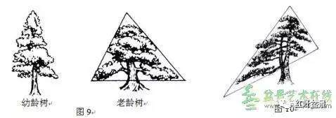 盆景的树冠如何布局设计的方法 图片