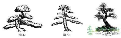 盆景的树冠如何布局设计的方法 图片