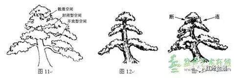 盆景的树冠如何布局设计的方法 图片