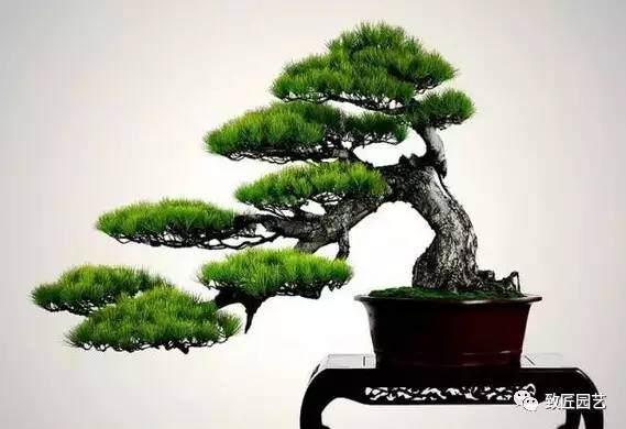 精品盆景的基本要件必不可少
