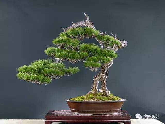 精品盆景的基本要件必不可少