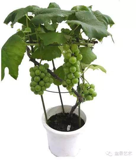 葡萄盆景-盆土配制【图】