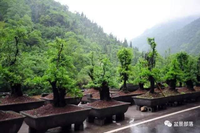 盆景蟠扎时间选择在什么季节最好