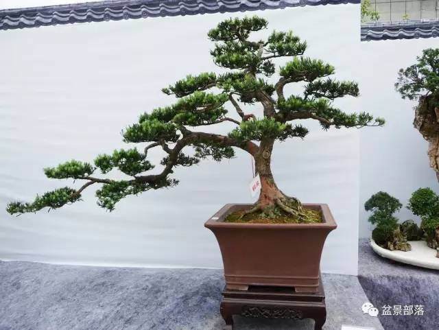 盆景蟠扎时间选择在什么季节最好