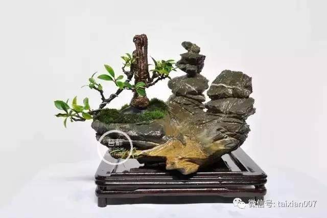 创意盆景与雅石赏析【图】