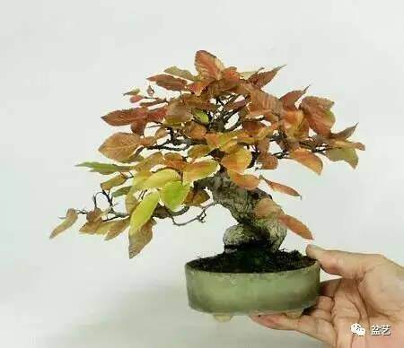 微型盆景组合技艺【图解】