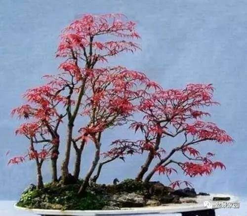 红枫盆景怎样制作?如何才能养好红枫盆景?【图】