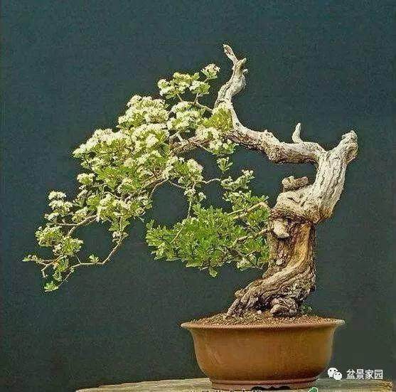 不一样的盆景理论知识 给你对盆景审桩不一样的解读【图】