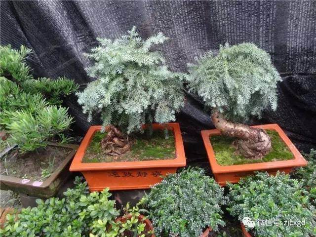 慈溪人家门口的盆景常遭偷窃,原来是他们干的?【图】