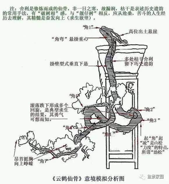 图解 悬崖式盆景怎么制作的方法