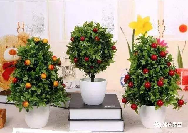 室内果园上线!果树盆景来啦【图】