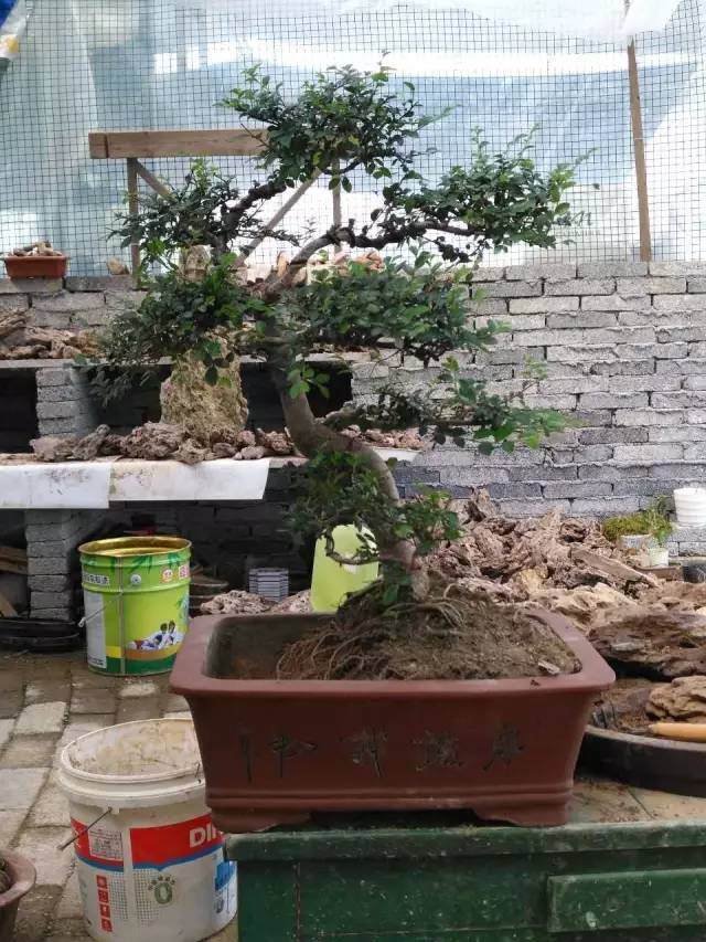 图解 巧用烂桩造制作水旱盆景的方法