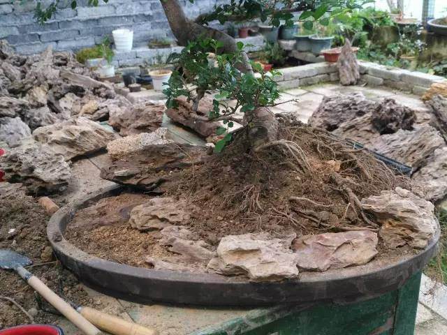 图解 巧用烂桩造制作水旱盆景的方法