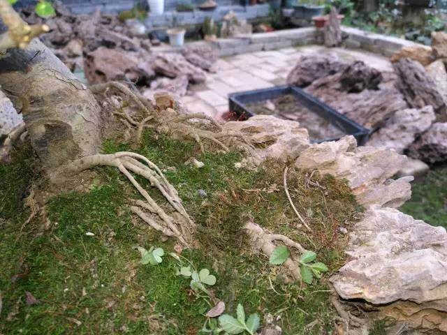 图解 巧用烂桩造制作水旱盆景的方法