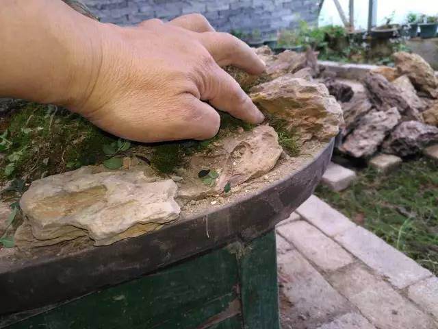 图解 巧用烂桩造制作水旱盆景的方法