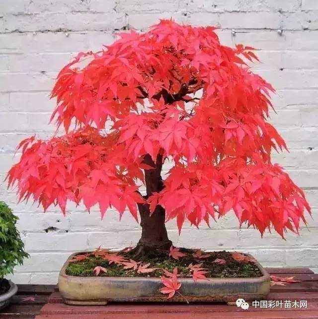 枫树盆景意境就在于,经霜之后,由绿变红那种自然蜕变的神奇之美