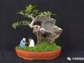 喜迎端午节 鹤壁市首届中原盆景展精彩不容错过图解