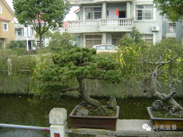 如何上山找盆景老桩？