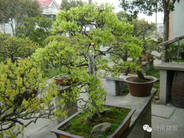 如何上山找盆景老桩？