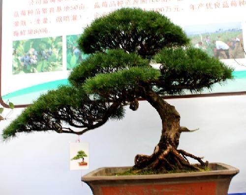 歙县卖花渔村花卉盆景合作社被评为安徽省先进集体