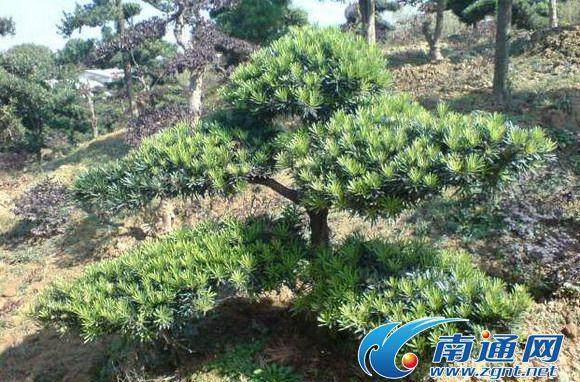 南通新市民子女参观中华美德故事创意盆景【图】