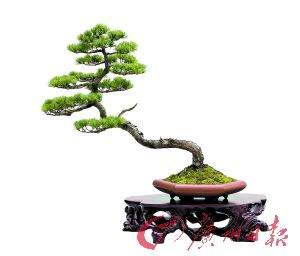 文人树盆景作品《出谷》