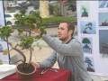 中外青年盆景艺术家 如皋秀技 图片