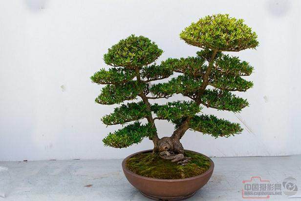 2017上海国际青年盆景论坛开幕式隆重举行【图】