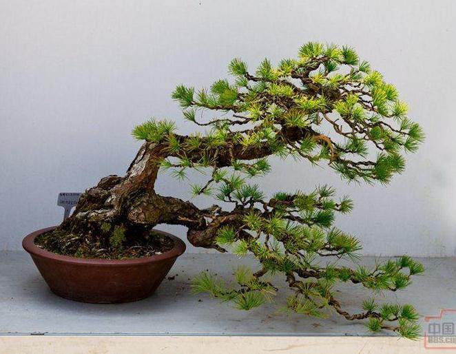 采香花园社区举办春季花卉盆景展【图】