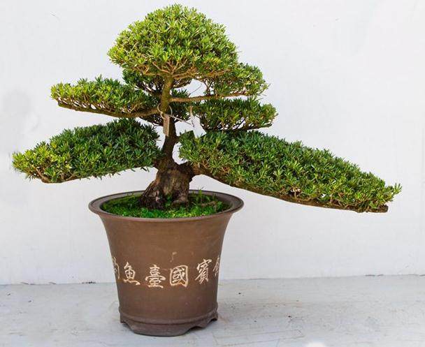 扬州瘦西湖盆景直销中心【图】