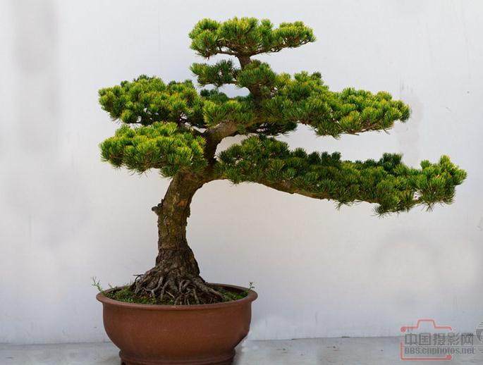 高淳区自然村村民芮小春对盆景情有独钟【图】